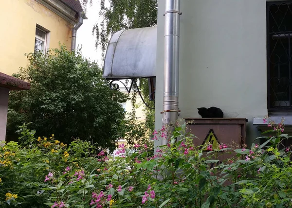 Gatos de ciudad. Una emocionante vida urbana de animales . — Foto de Stock