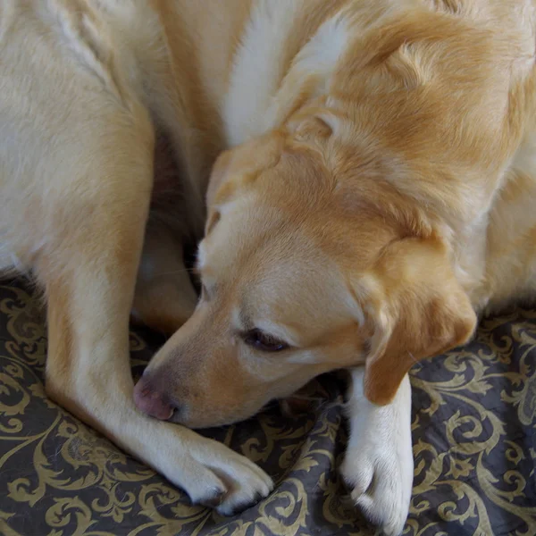 Ce chien joyeux engendre un labrador . — Photo