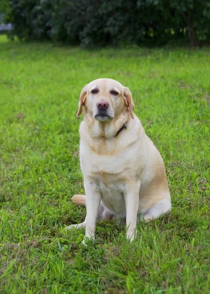 Dieser fröhliche Hund züchtet einen Labrador. — Stockfoto