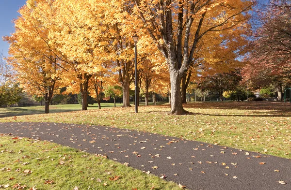 Trees in a public park in full colors. — Stock Photo, Image