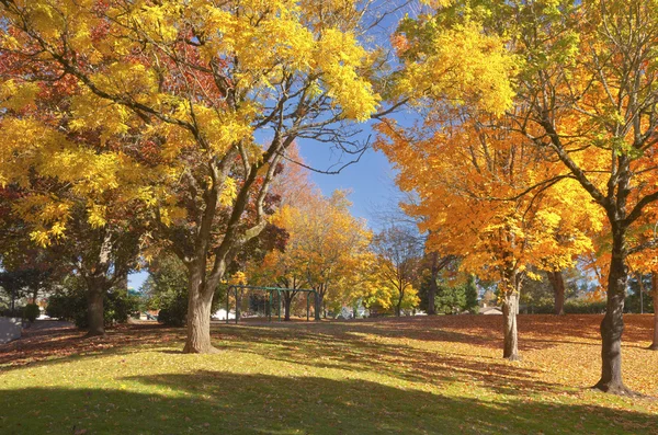 Bäume in einem öffentlichen Park in voller Farbe. — Stockfoto