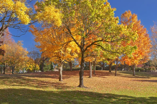 Bäume in einem öffentlichen Park in voller Farbe. — Stockfoto