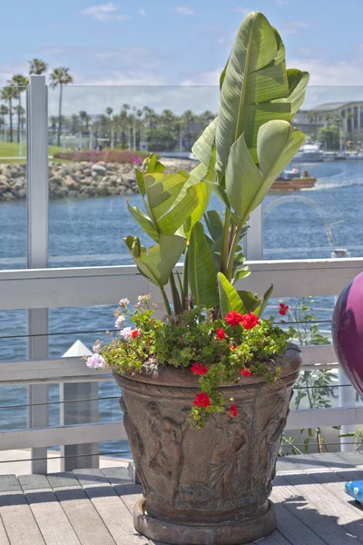 Bananenstaude und Blumen am langen Strand Kaliforniens. — Stockfoto