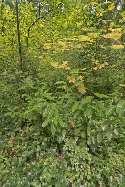 Las plantas en el bosque bajo la lluvia . — Foto de Stock