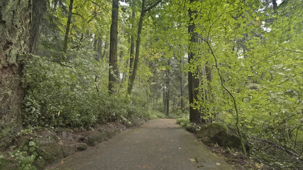 Caminho em uma floresta Portland Oregon . — Fotografia de Stock