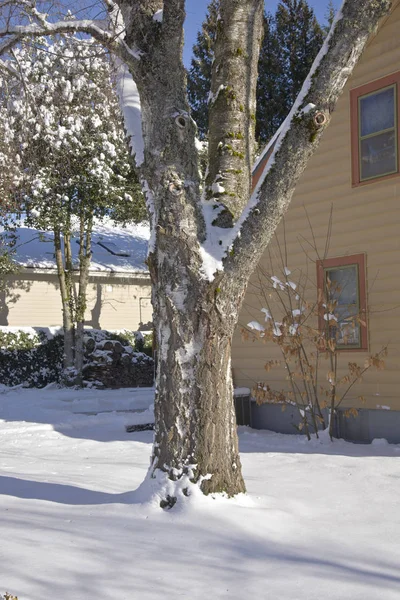 Tronco de árvore e chão coberto de neve . — Fotografia de Stock