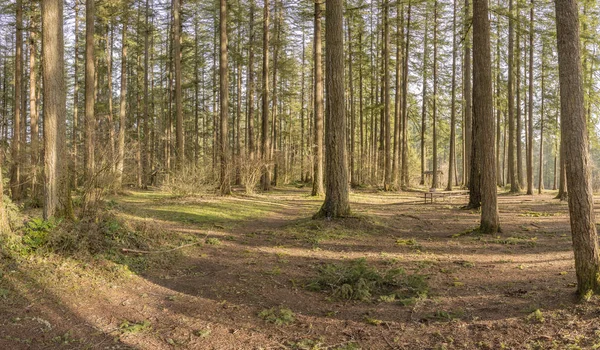 Bosques parques estatales Washington state . —  Fotos de Stock