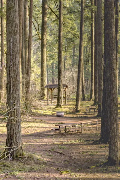 Woodlands state parks État de Washington . — Photo
