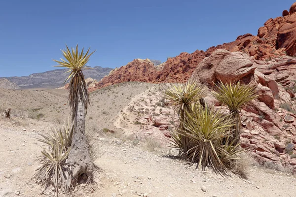 Rote Felsschlucht Landschaft Nevada. — Stockfoto