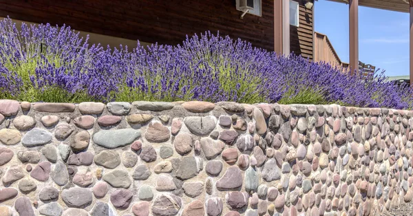 Pared de rocas con lavanda Oregon . — Foto de Stock