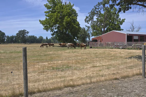 Catlles em uma fazenda de país Oregon . — Fotografia de Stock