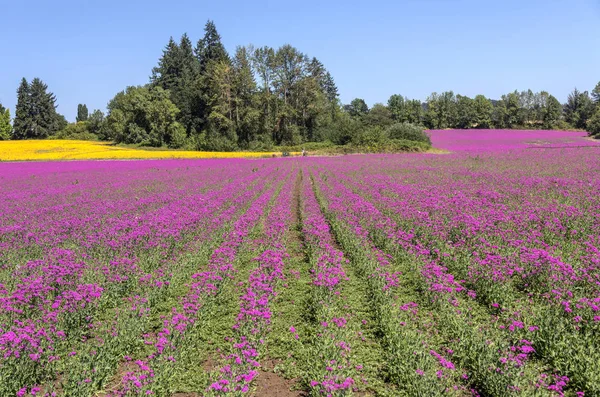 A virágok és a fák Oregon állam területén. — Stock Fotó