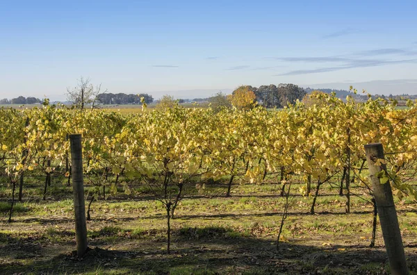 Field of vineyards Willamette valley Oregon.