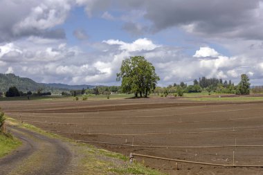 Tarım arazileri ve fıskiye Sauvie Adası Oregon.