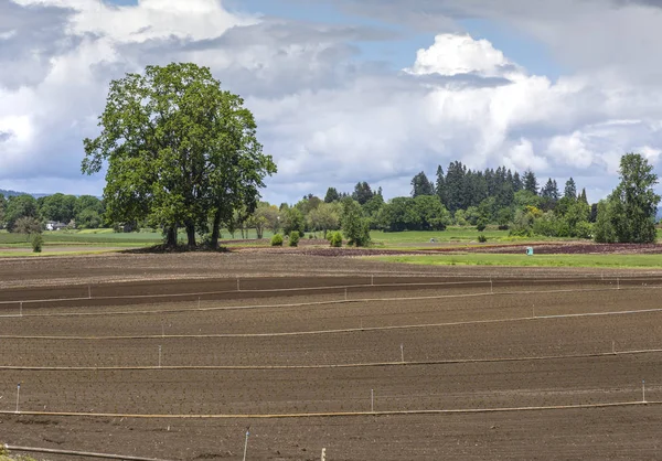 Farmland and sprinklers Sauvie Island Oregon. — Stock Photo, Image
