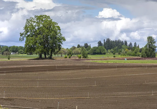 Pola uprawne i zraszacze Oregon nazwa Sauvie Island. — Zdjęcie stockowe