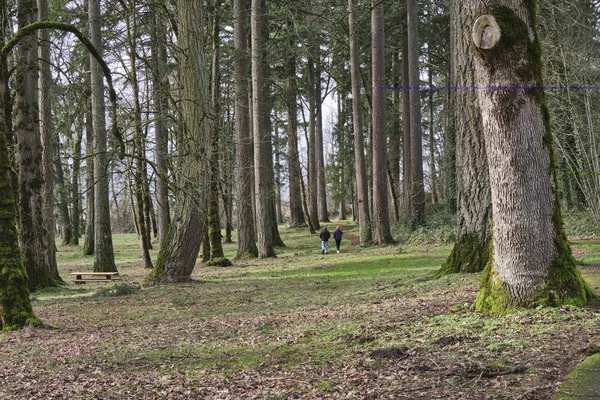 Procházka v lesoparcích Oregon. — Stock fotografie