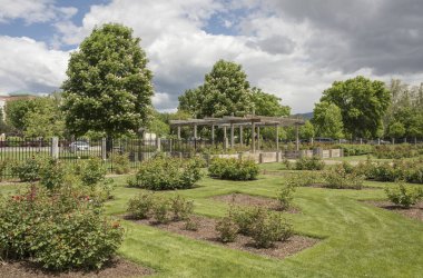 Boise Idaho 'daki halk parkında güller.