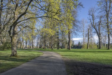 Kamu parkı manzarası ve yeni bahar Oregon eyaletinde çiçek açtı.