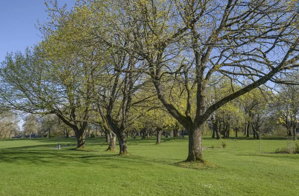 Public Park Landscape New Spring Blooms Oregon State — Stock Photo, Image
