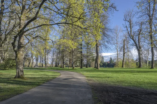 Nyilvános Park Táj Tavasz Virágzik Oregon Állam — Stock Fotó