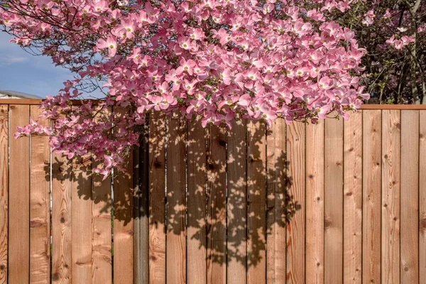 Cerca Madeira Cedro Com Árvore Floração Gresham Oregon — Fotografia de Stock