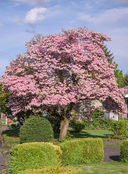 Albero Rosa Fiore Marciapiede Gresham Oregon — Foto Stock