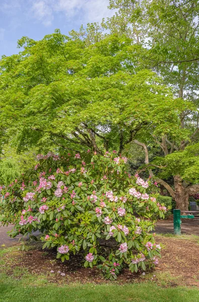 Parque Público Flores Primavera Mudanças Sazonais Oregon — Fotografia de Stock