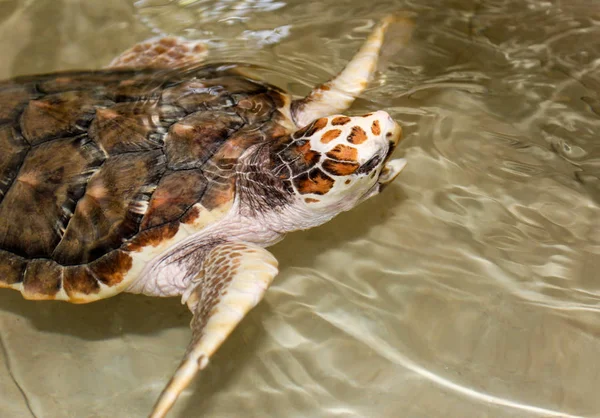 gökyüzü güzel palmiye ağacı