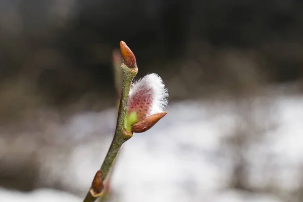 The buds on the trees