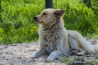 Sokak köpeği sokakta kuma yaslanıp..