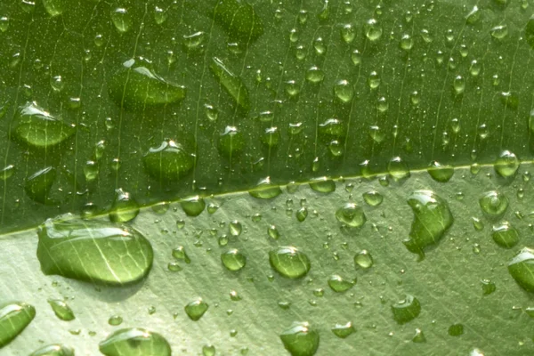 Σταγόνες Νερού Ένα Φύλλο Άνοιξη Βροχή Υπόβαθρο Για Σχεδιασμό — Φωτογραφία Αρχείου