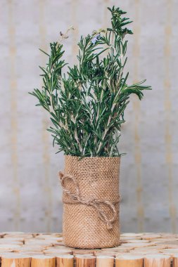 Arka planda biberiye 