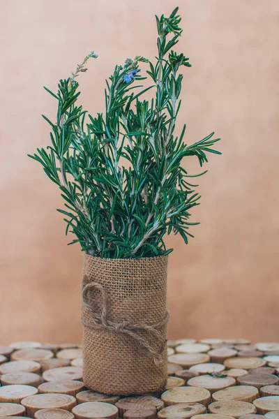 Arka planda biberiye 