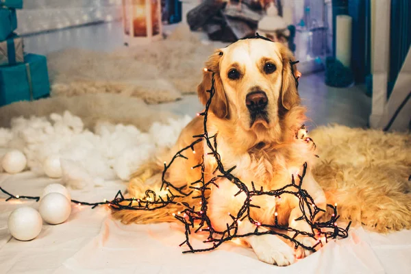 Altın geri almak ve çelenk