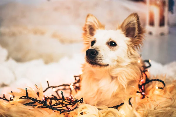 Küçük köpek ve çelenk