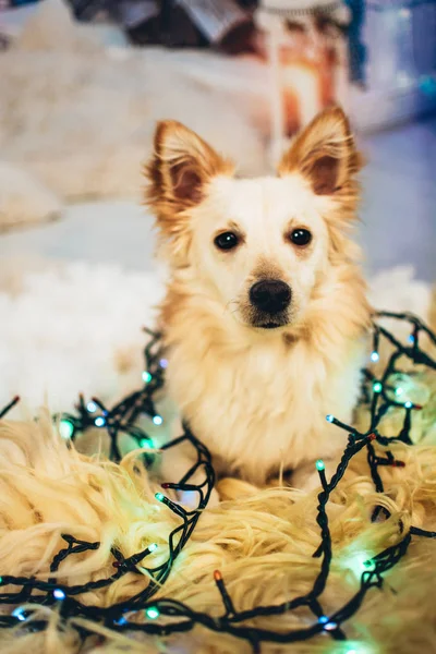 Küçük köpek ve çelenk