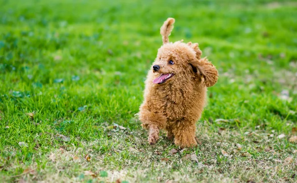 Perro de fideos miniatura — Foto de Stock