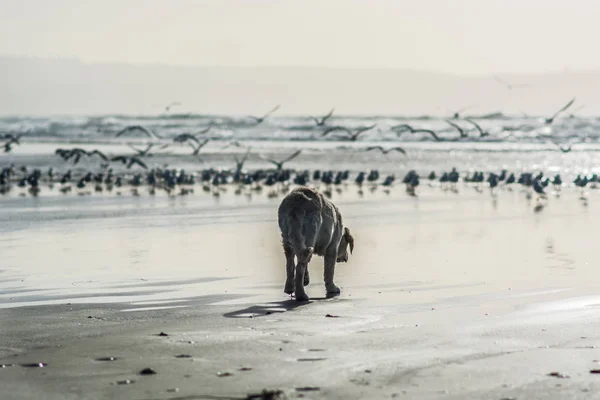 Golden retriever köpeği