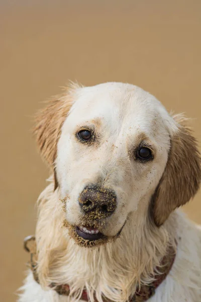 Golden retriever köpeği