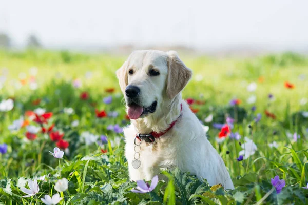 Golden retriever perro sentado — Foto de Stock