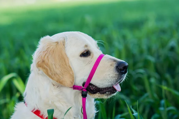 Golden retriever perro sentado — Foto de Stock