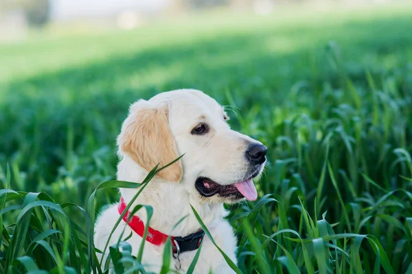 Golden retriever perro sentado — Foto de Stock