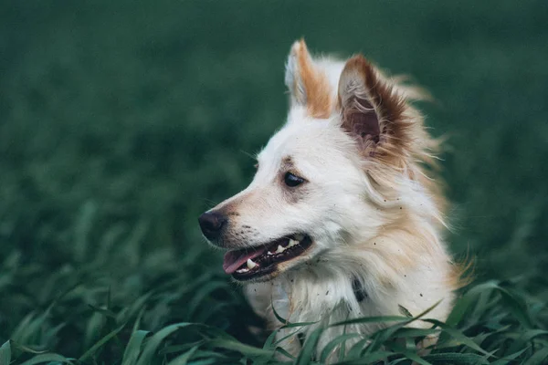 Белая собачка в поле — стоковое фото