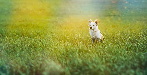 Beyaz küçük köpek alan içinde