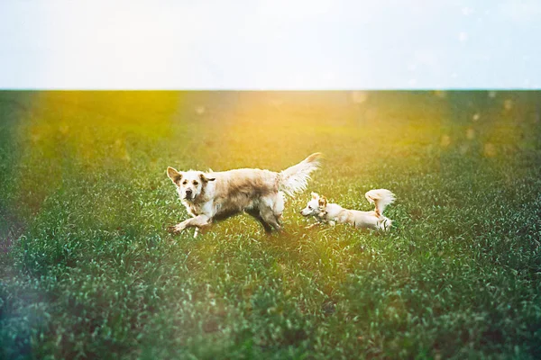 Alanında altın geri almak