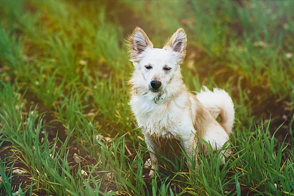 Beyaz küçük köpek alan içinde