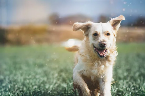 Golden retriever en el campo — Foto de Stock