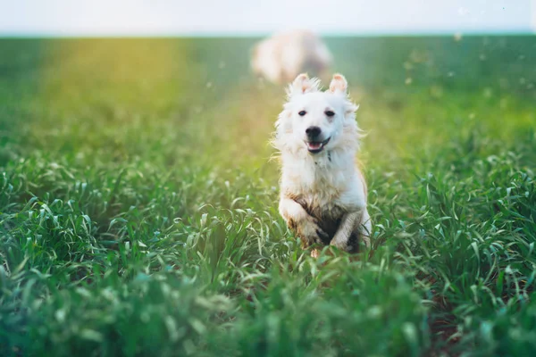 White little dog in field — Stock Photo, Image