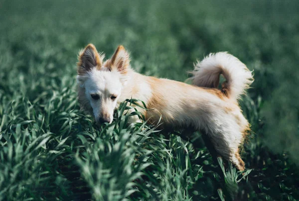 Beyaz küçük köpek alan içinde